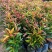 红车种苗红车袋苗庭院绿化彩色植物四季常青