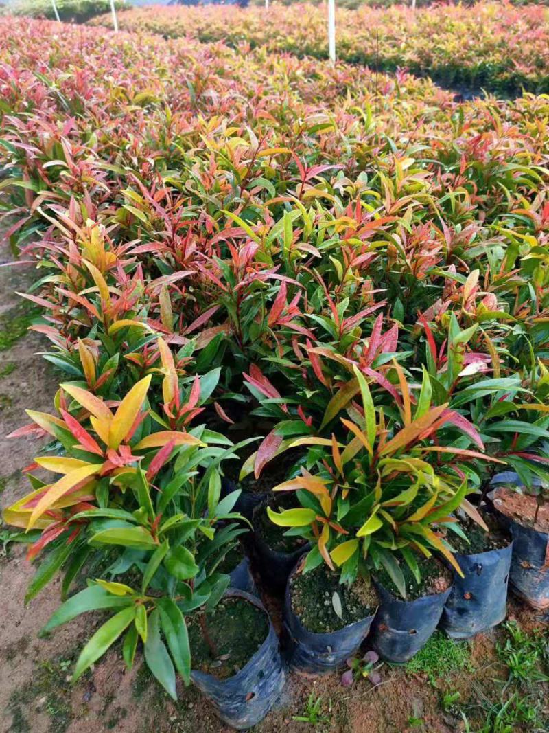 红车种苗红车袋苗庭院绿化彩色植物四季常青