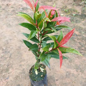 红车种苗红车袋苗庭院绿化彩色植物四季常青