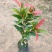 红车种苗红车袋苗庭院绿化彩色植物四季常青
