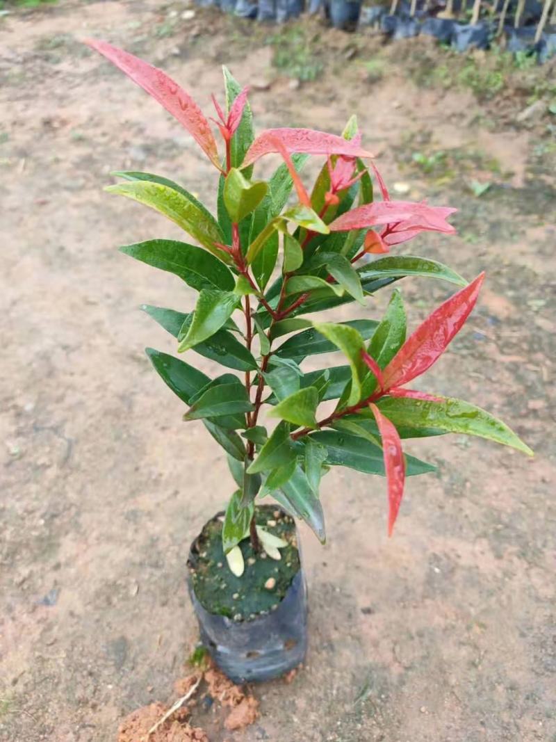 红车种苗红车袋苗庭院绿化彩色植物四季常青