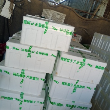 工棚/冷棚瓠子，条形直，颜色绿，30-40厘米，货量充足