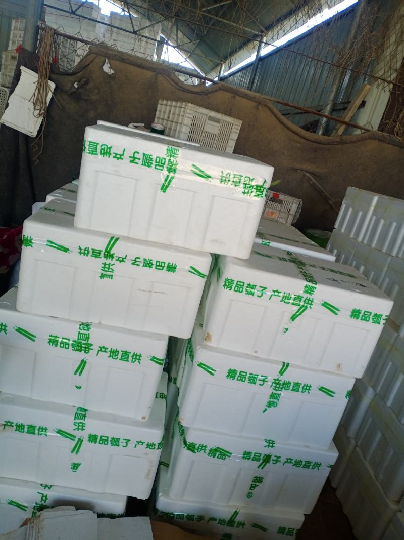 工棚/冷棚瓠子，条形直，颜色绿，30-40厘米，货量充足