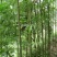 方竹