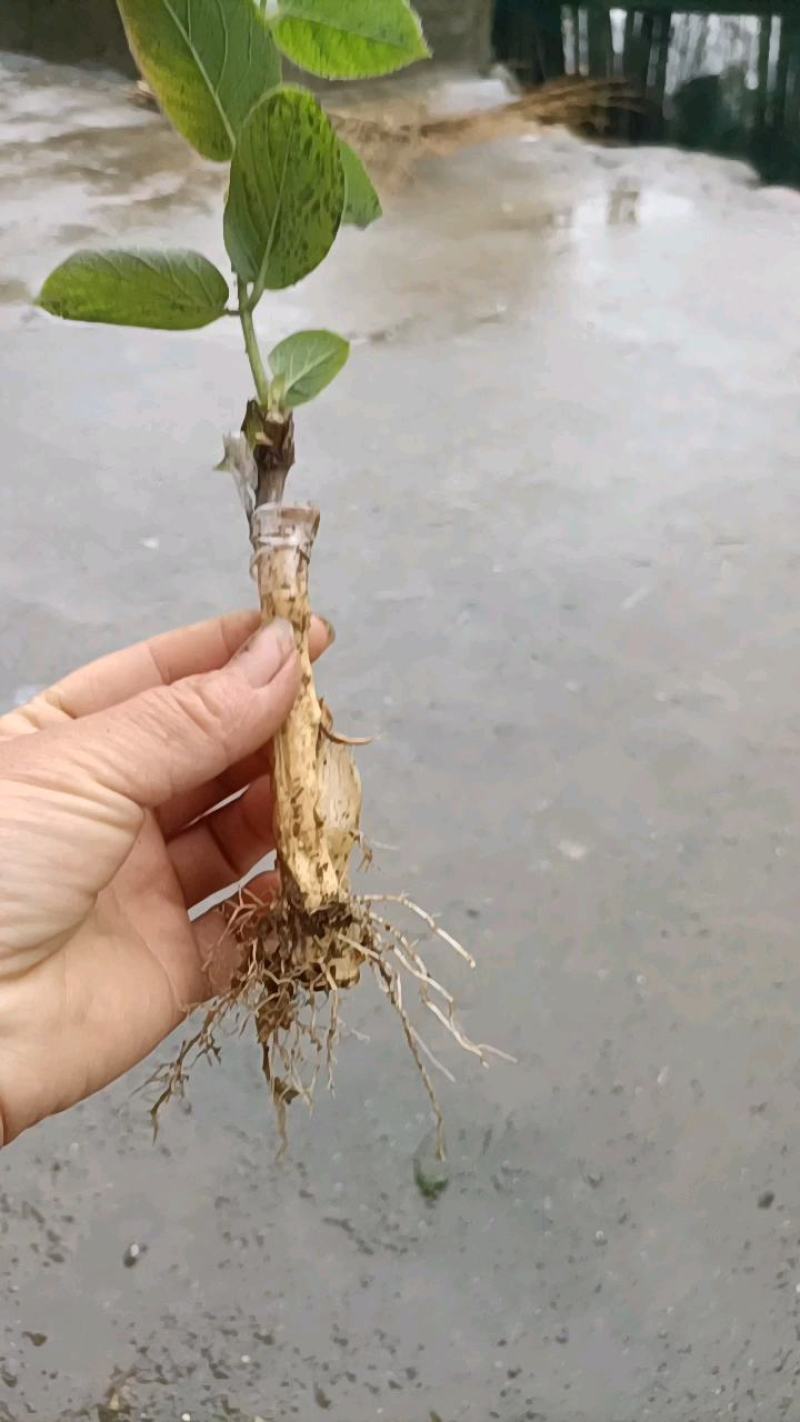 湘蕾5号青头，易成活易打理，产量高，可观赏入药做茶，包邮