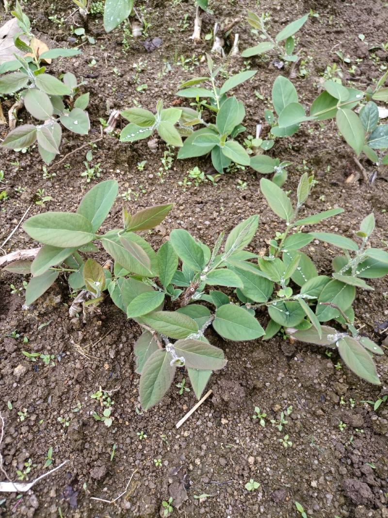 湘蕾5号青头，易成活易打理，产量高，可观赏入药做茶，包邮