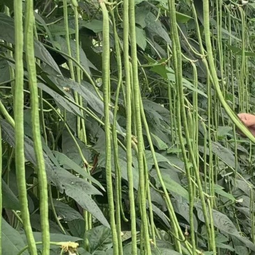 早春棚熟翠绿条豆角种子豇豆种子耐寒低温