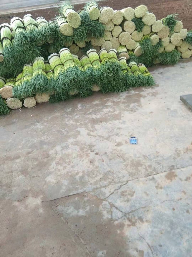 陇南蒜薹成县，白帽蒜胎，长65公分