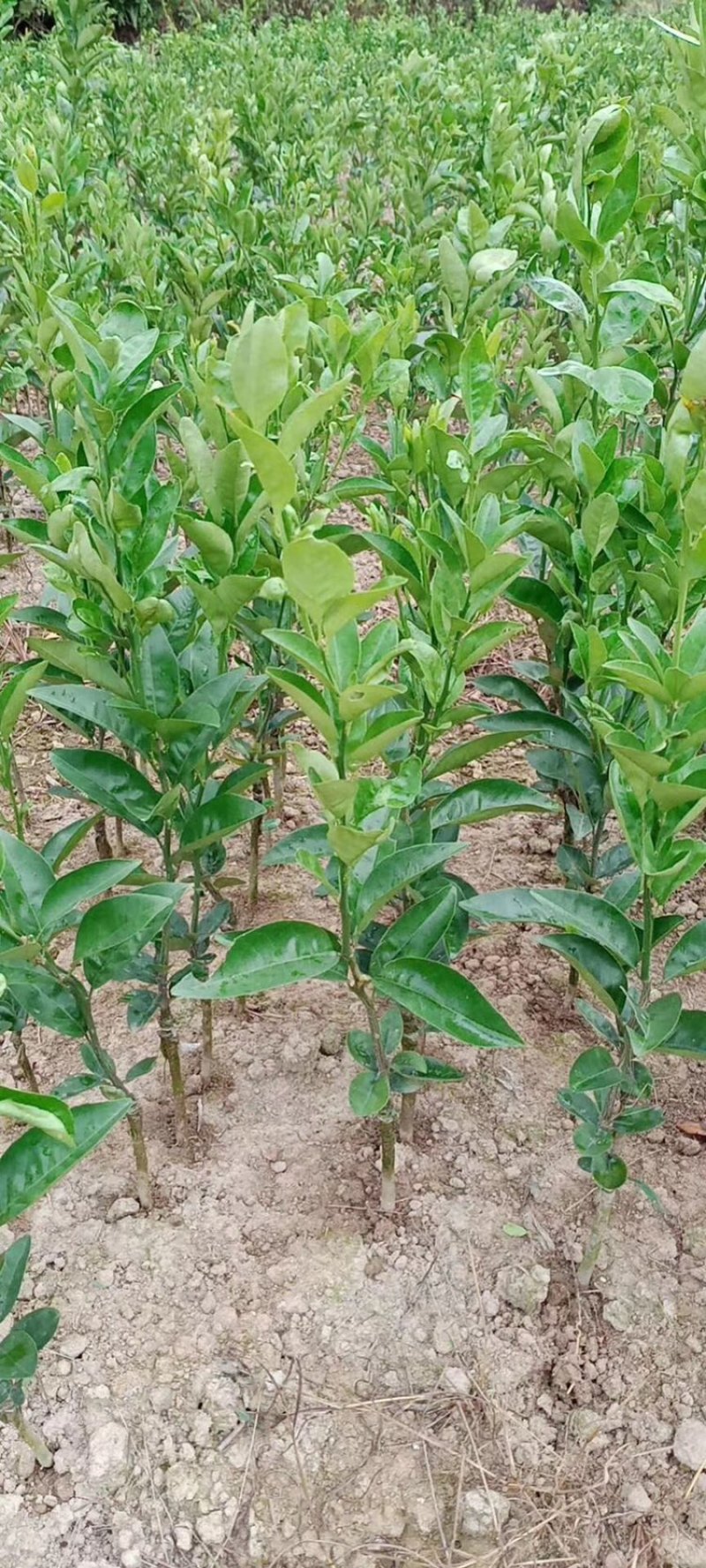 大果茂谷柑优质品种苗广西灵山县丰收果苗场