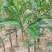大果茂谷柑优质品种苗广西灵山县丰收果苗场