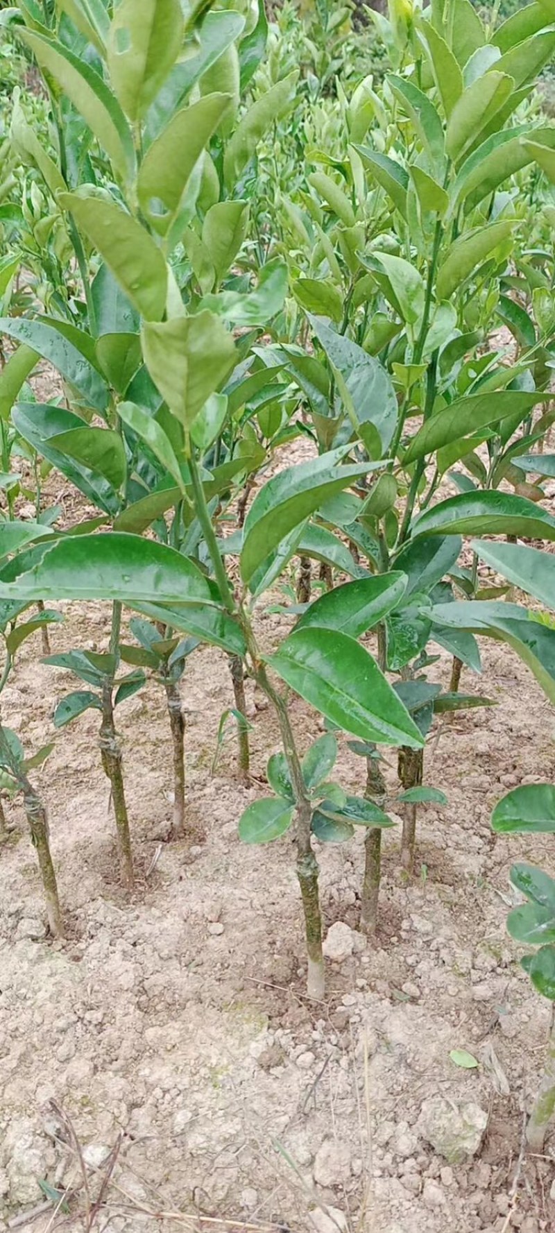 大果茂谷柑优质品种苗广西灵山县丰收果苗场