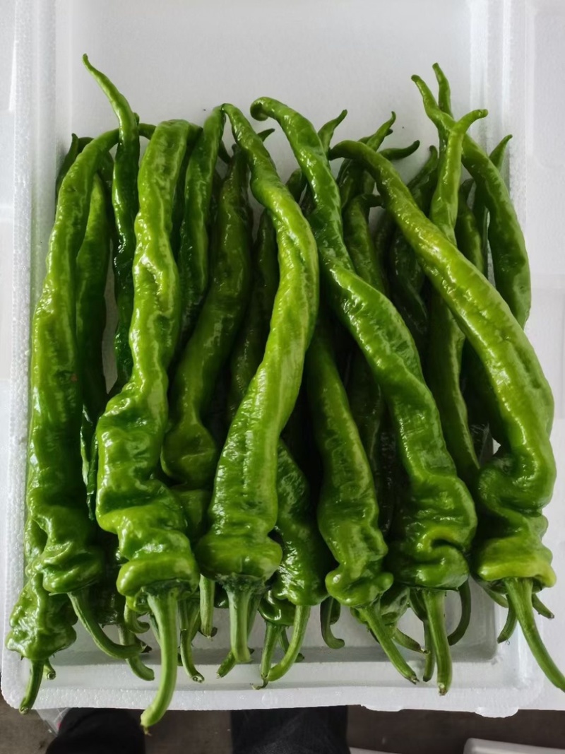 螺丝椒，陇椒，大螺丝椒，大量上市，欢迎客商来电咨询