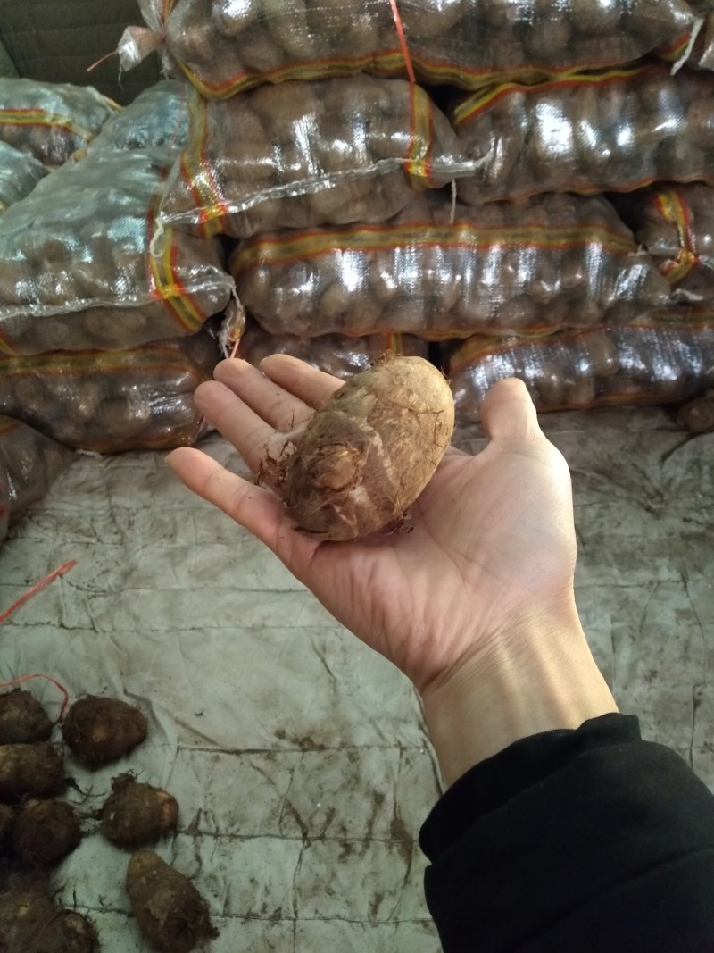 精品奶油芋头30克以上圆球，糯～支持落地配
