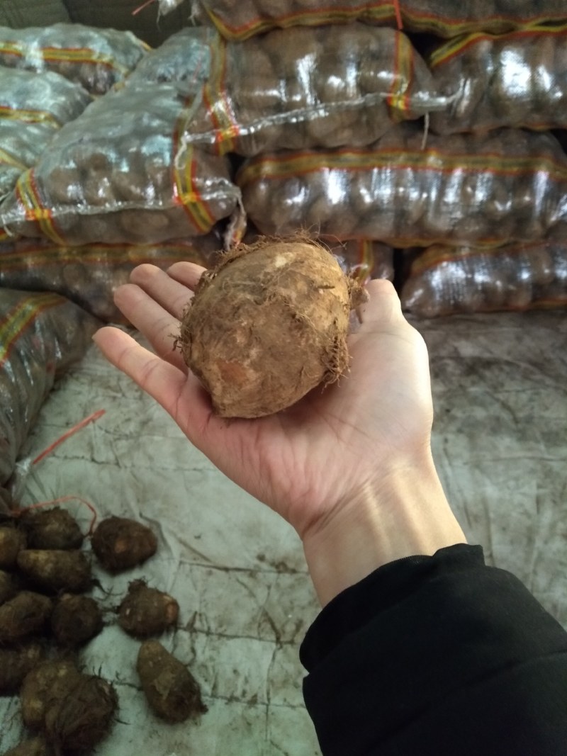 精品奶油芋头30克以上圆球，糯～支持落地配