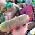 正宗水果萝卜，口感甜，全国包邮一件代发，供应商超