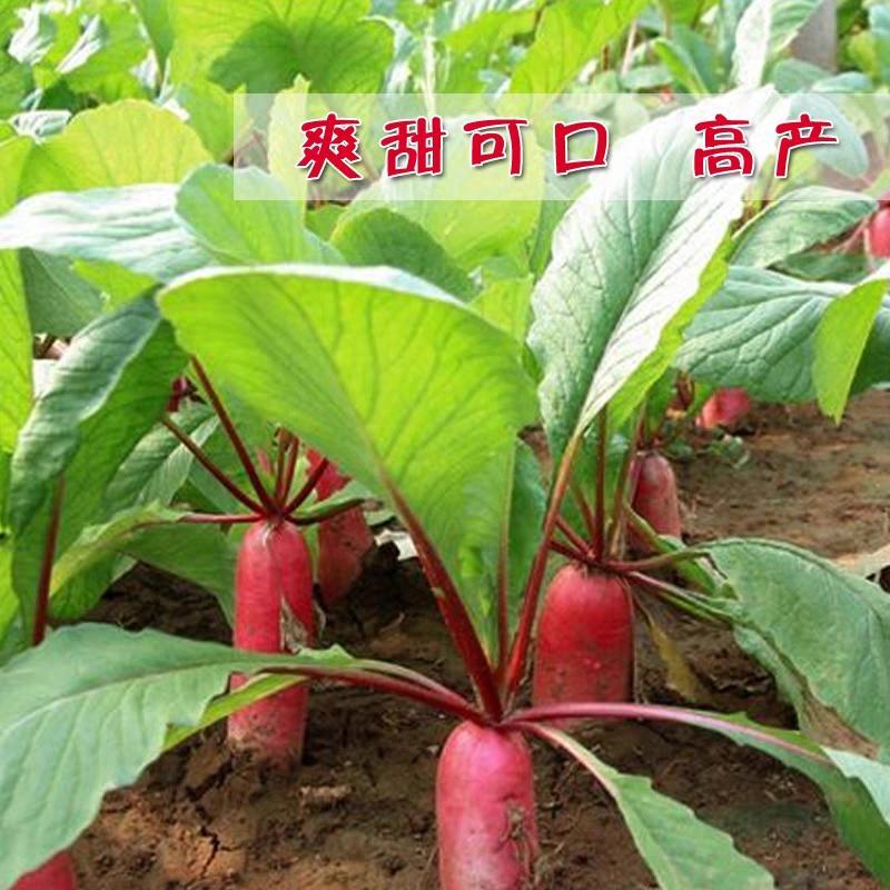 耐热萝卜种子红皮萝卜种子长红皮萝卜种子德高601/20g