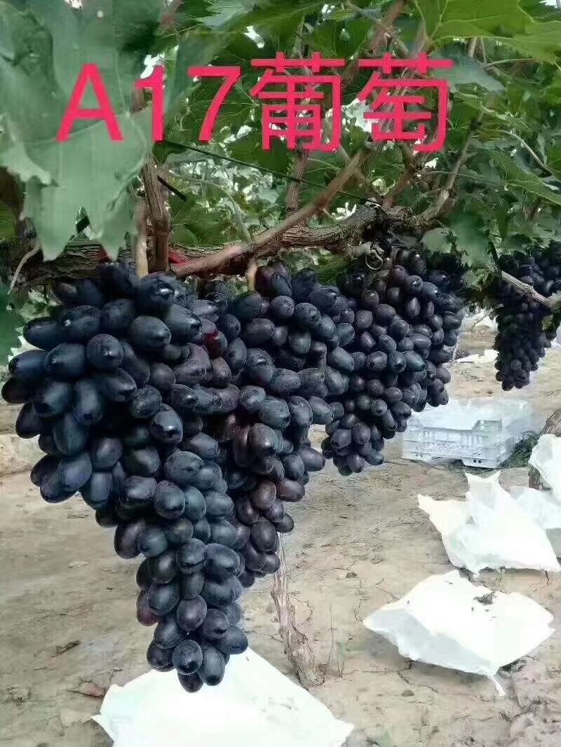紫甜无核葡萄苗（A17），自然大粒无核糖度高，可切片制干