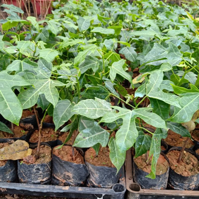 澳洲火焰木苗庭院盆栽地栽绿化苗木开花植物火焰木袋苗