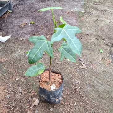 澳洲火焰木苗庭院盆栽地栽绿化苗木开花植物火焰木袋苗