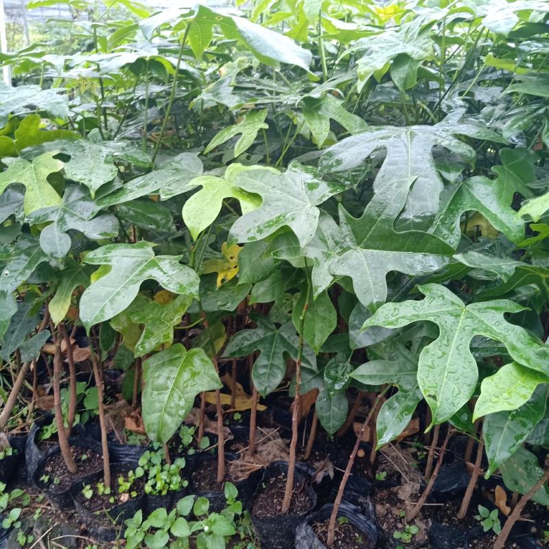 澳洲火焰木苗庭院盆栽地栽绿化苗木开花植物火焰木袋苗