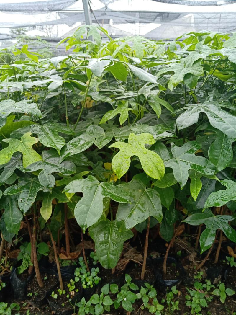 澳洲火焰木苗庭院盆栽地栽绿化苗木开花植物火焰木袋苗