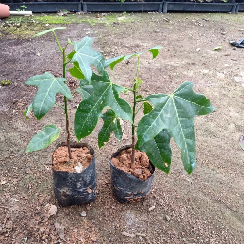 澳洲火焰木苗庭院盆栽地栽绿化苗木开花植物火焰木袋苗