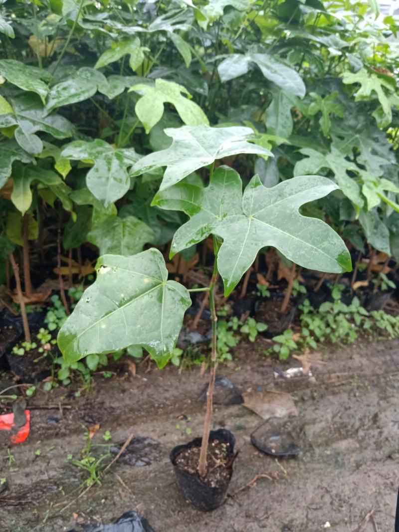 澳洲火焰木苗庭院盆栽地栽绿化苗木开花植物火焰木袋苗
