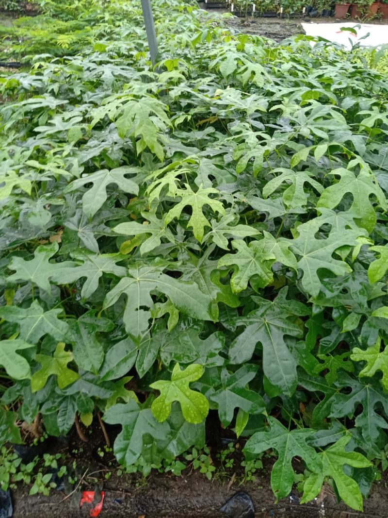 澳洲火焰木苗庭院盆栽地栽绿化苗木开花植物火焰木袋苗