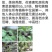 红果参基地提供优质紫花高产品种