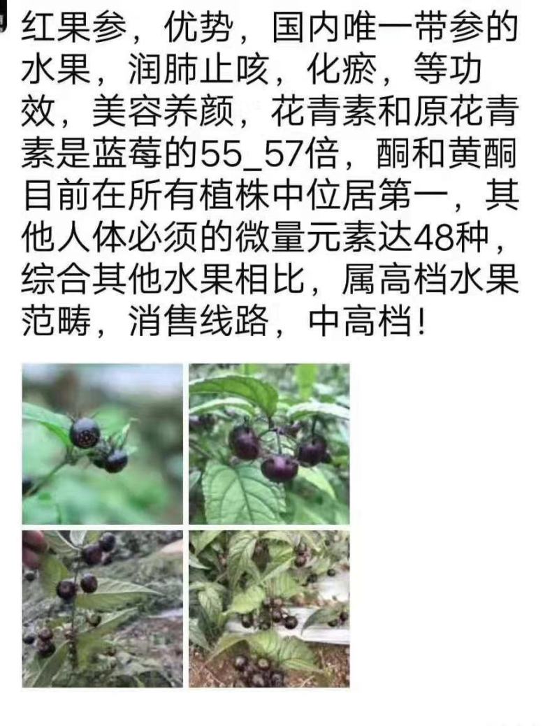 红果参基地提供优质紫花高产品种