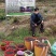 红果参基地提供优质紫花高产品种