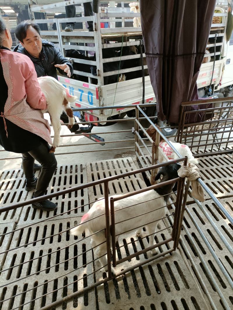 山羊努比亚黑山羊成长发育快，肉质鲜嫩，抗病能力强，包成活