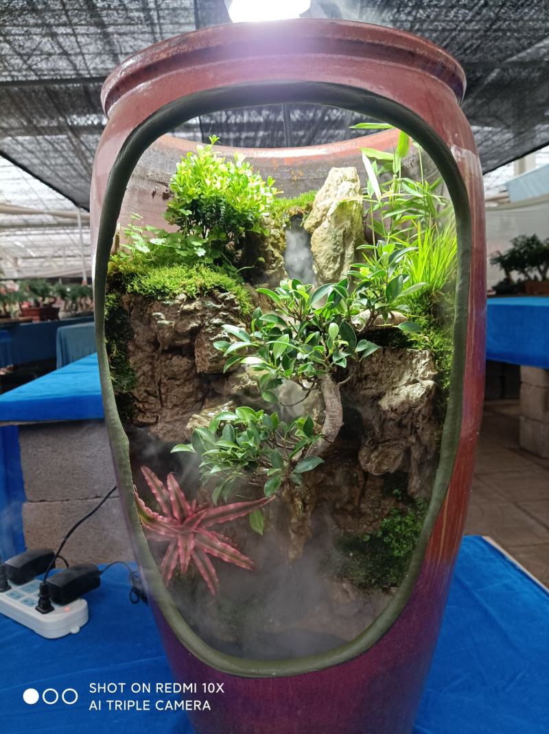 榕树罐中景/雾化流水水景罐/基地发货/支持订货欢迎品鉴
