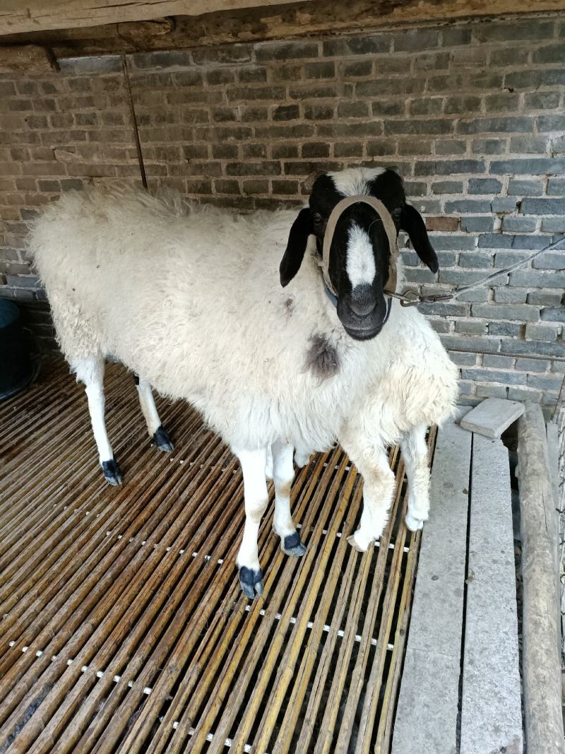 山羊努比亚黑山羊成长发育快，肉质鲜嫩，抗病能力强，包成活