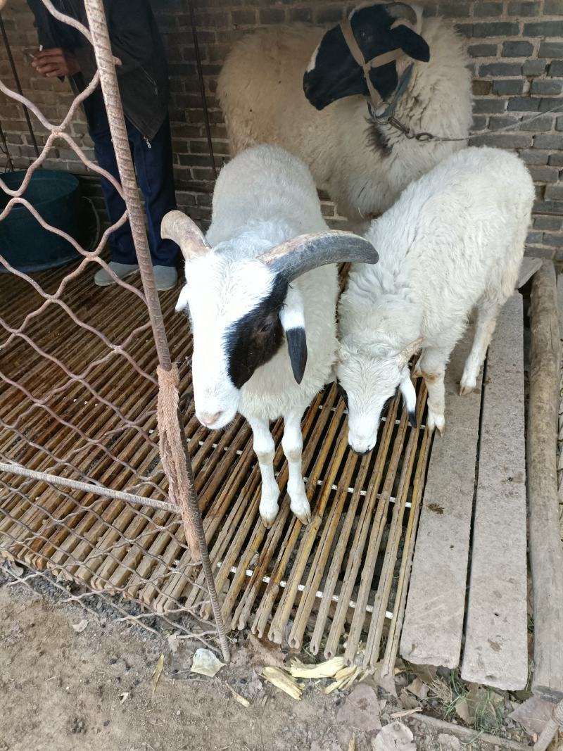 山羊努比亚黑山羊成长发育快，肉质鲜嫩，抗病能力强，包成活
