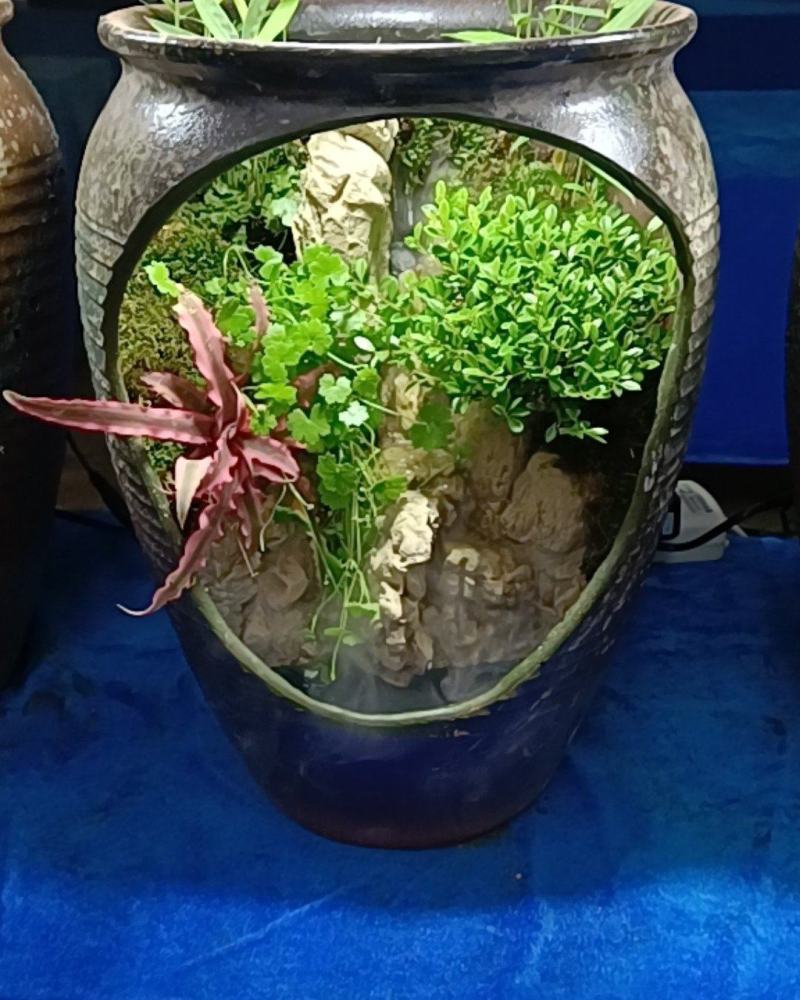 榕树罐中景/雾化流水水景罐/基地发货/支持订货欢迎品鉴