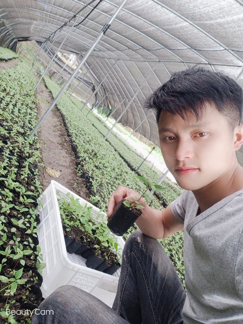 红参果种苗