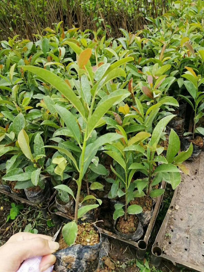 人心果苗庭院盆栽地栽果树苗四季常青苗木可一件代发