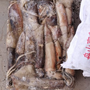 大鱿鱼船冻大鱿鱼小鱿鱼急冻锁鲜江苏海鲜水产批发鱿鱼