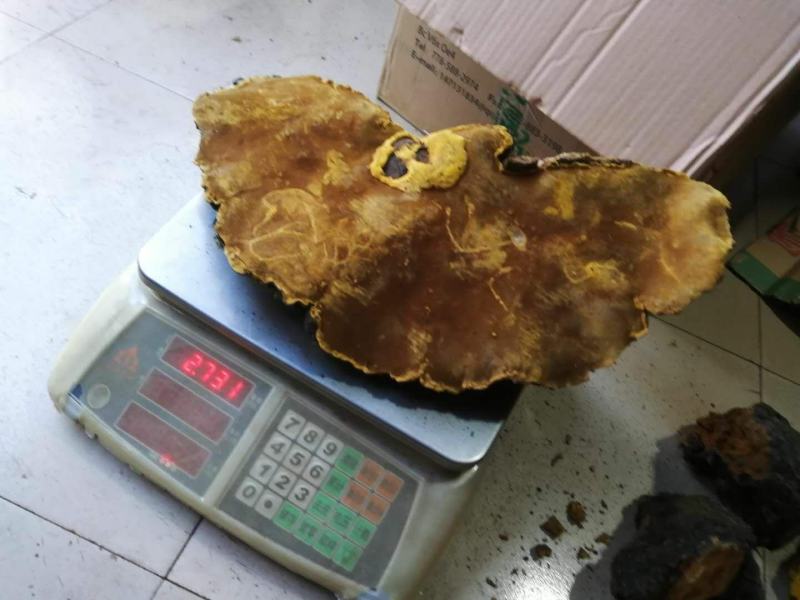 西藏高山桑树桑黄