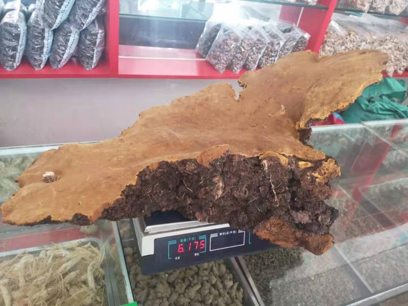 西藏高山桑树桑黄