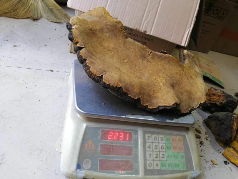 西藏高山桑树桑黄
