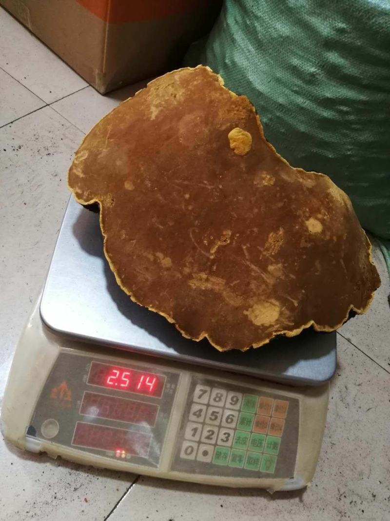 西藏高山桑树桑黄
