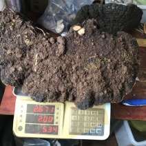 西藏高山桑树桑黄