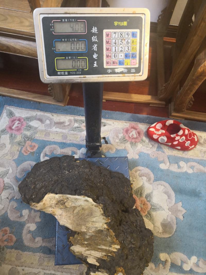 西藏高山桑树桑黄