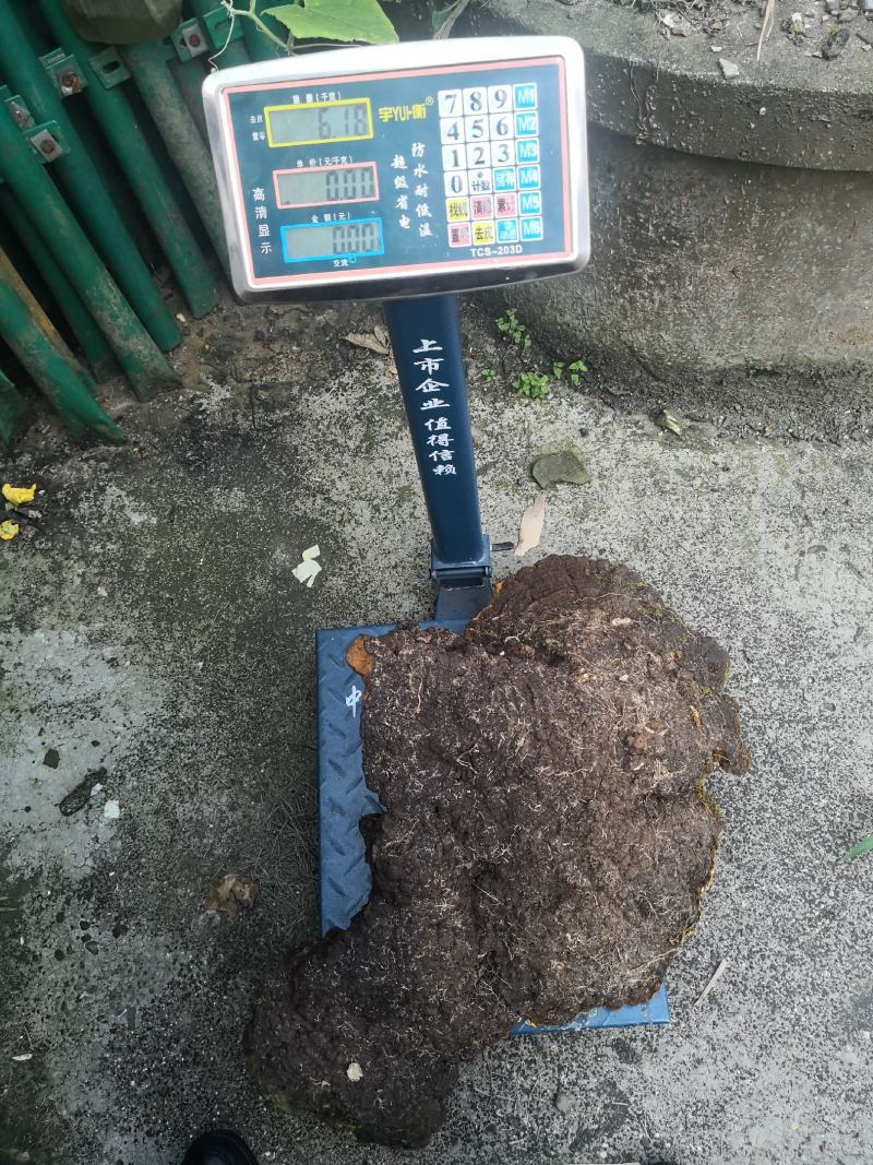 西藏高山桑树桑黄