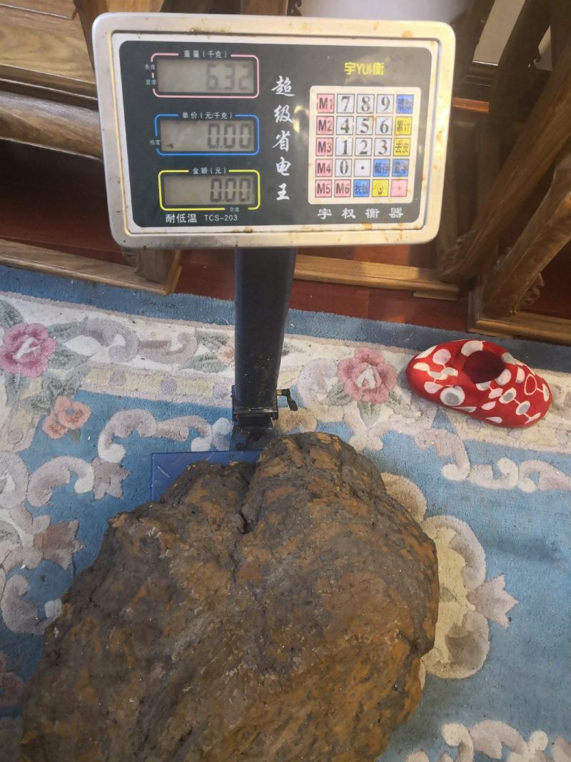 西藏高山桑树桑黄
