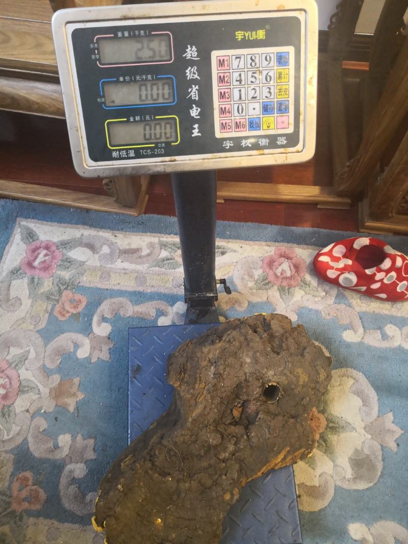 西藏高山桑树桑黄