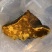 西藏高山桑树桑黄