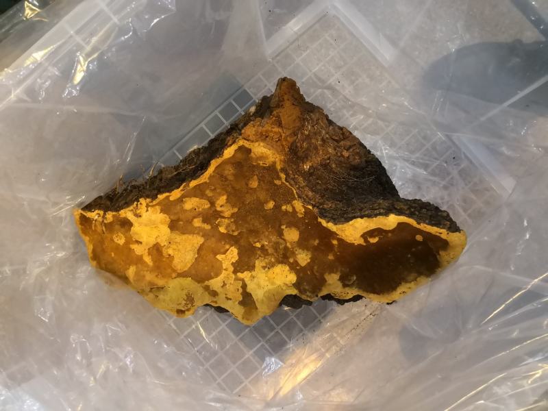 西藏高山桑树桑黄